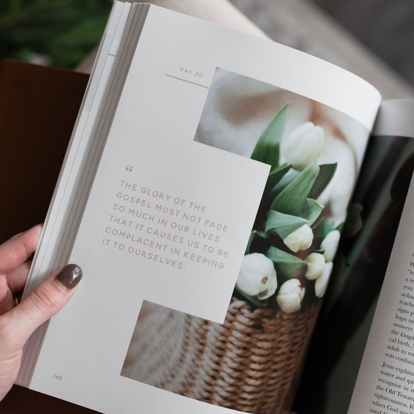 The Daily Grace Co - 40 Days with Jesus Bible Study